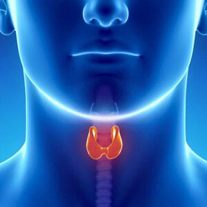 thyroid